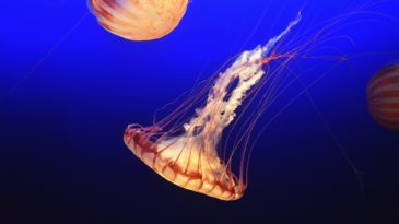 Background image: Jellyfish