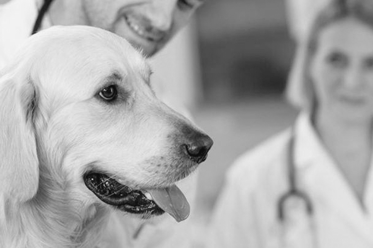 Learn more about our Veterinary Dentistry course programs
