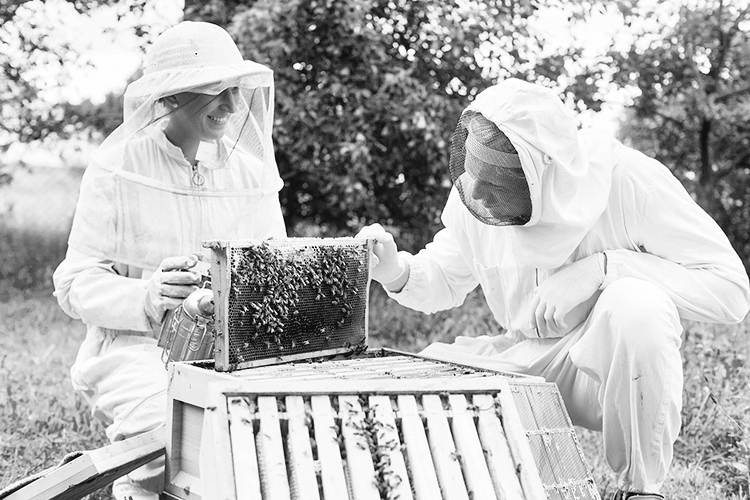 Beekeeping Essentials, instructorled eCornell