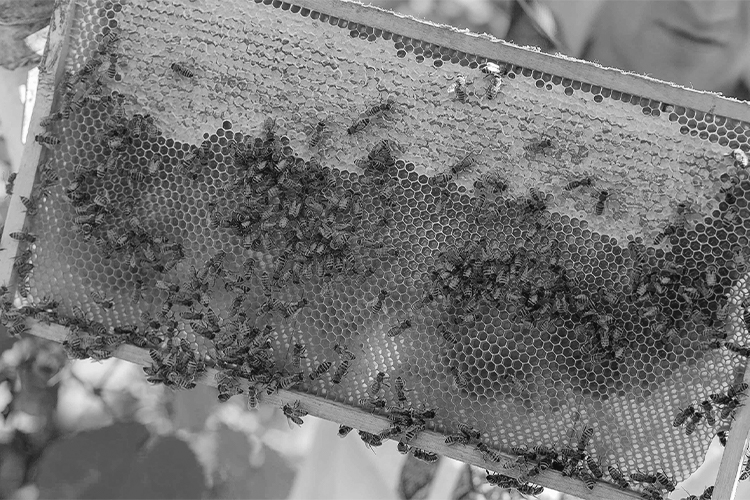 Beekeeping Essentials, selfpaced eCornell